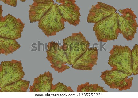 autumn leaf design