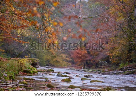 Vibrant landscape of a river flowing through a colorful forest in the autumn