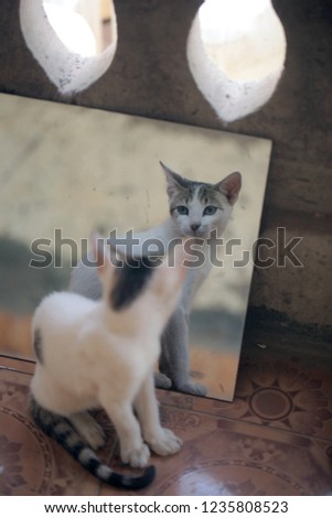 funny animal  vertical photo: a white baby cat with grey and black spot on  head, sitting down, looking on his reflection in a mirror, on a tail veranda, outdoors on  sunny day in the Gambia, Africa