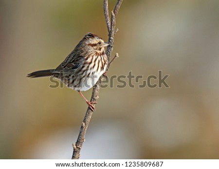 Song Sparrow Perched on Branch