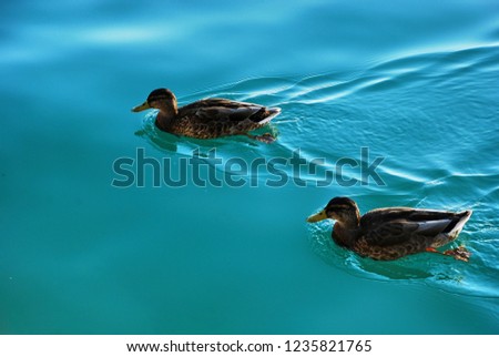 Ducks floating on the lake.