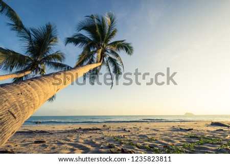 Coconut palm tree on seabeach in the morning sunrise