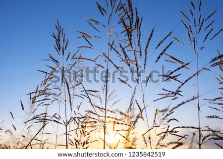Grass flowers and sunrise or sunset light with sky background in the harvest rice filed, Thailand. 