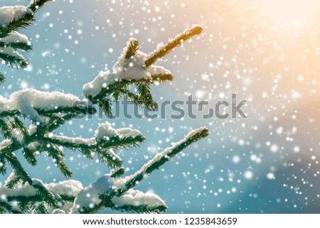 Pine tree branches with green needles covered with deep fresh clean snow on blurred blue outdoors copy space background. Merry Christmas and Happy New Year greeting postcard. Soft light effect.