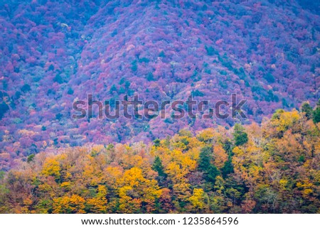 Beautiful landscape a lot of tree with colorful leaf around the mountain in autumn season