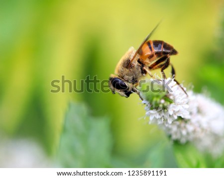 a large wild bee collects nectar from a garden mint flower