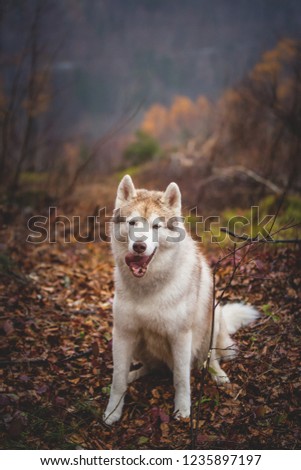 Portrait of gorgeous and happy wet dog breed siberian husky sitting in the late autumn forest on rainy day.