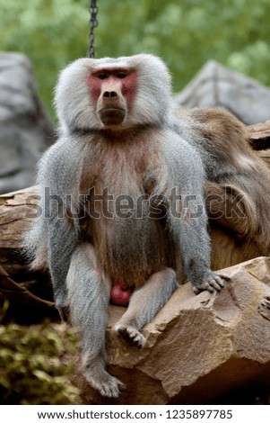 Male baboon portrait 