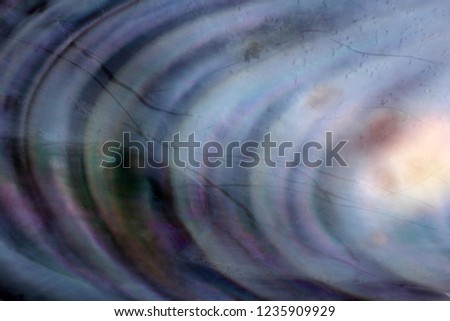 Mussel shell background