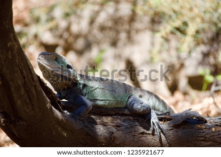 Australian bearded dragon lizard