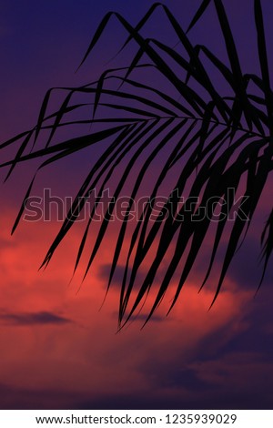 silhouette of trees branches on a background with sunset colors moods
