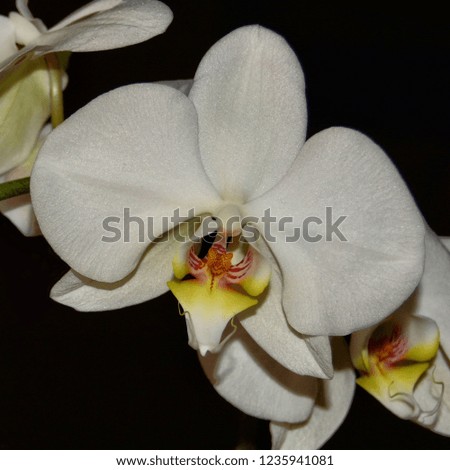 Stunning white Orchids. Black background. Beautiful tropical flowers. 