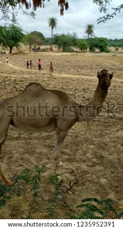 That a good pic of camel