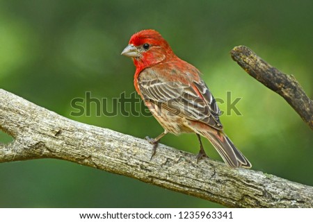 House Finch Profile Royalty-Free Stock Photo #1235963341