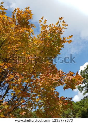 Beautiful trees on blue sky background