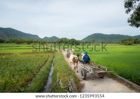 Country road in Chau Doc, Mekong delta, Vietnam, with ox wagon moving on the road