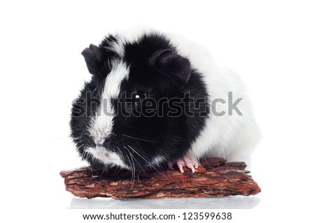 guinea pig isolated on white