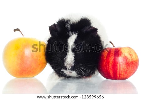 guinea pig with two apples