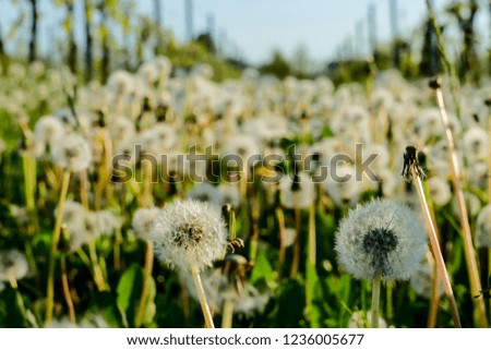 dandelion in grass, beautiful photo digital picture