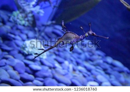Beautiful Sea Horse in an aquarium
