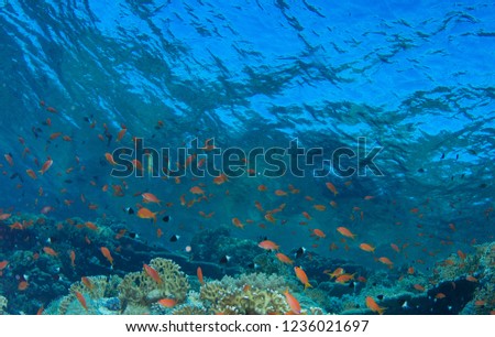 Bright Coral Reef