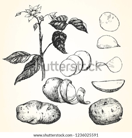 Hand-drawn illustration of Potato, 
vector Royalty-Free Stock Photo #1236025591