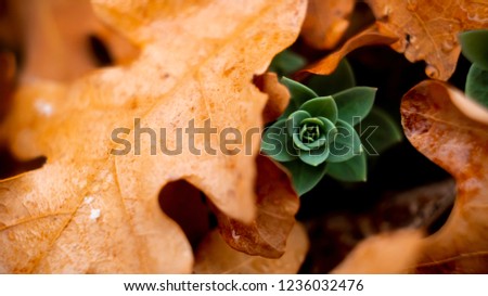 Macro close up of a small green plant peaking through a pile of fallen orange leaves on a wet day.
