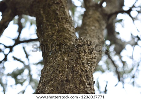 Tree trunk branch for background