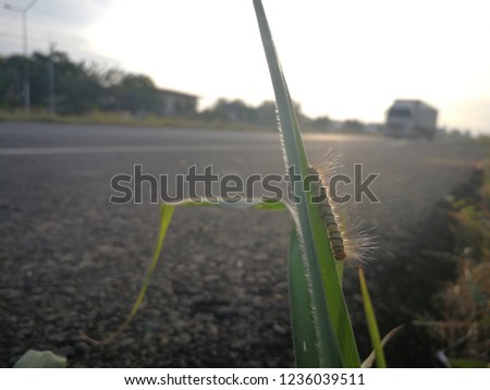 worm at the road