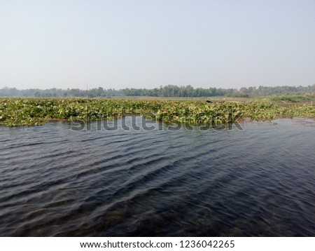 Floating clean transparent water on a lake with common water hyacinth on background along with landscape on a bright day.
