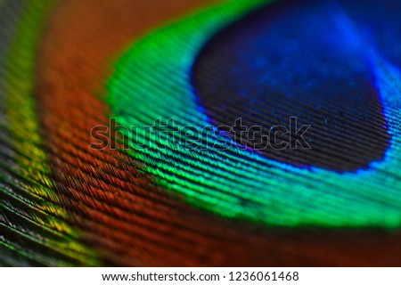 macro photo of a peacock feather with some parts in focus