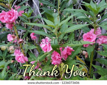 Concept of beautiful pink flowers in the garden with word THANK YOU.