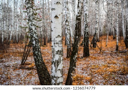 Autumn forest landscape. First snow fell in a birch forest and covered fallen leaves.