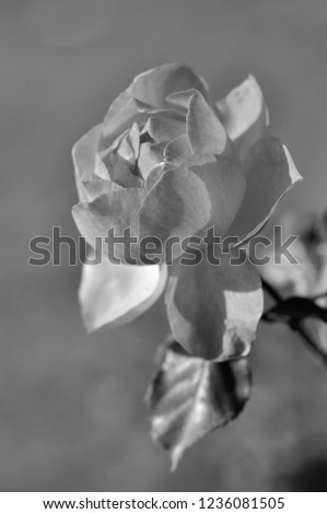 Monochrome rose in the garden in a natural environment. Symbol of love and honor. Perfect for background greeting cards and invitations of the wedding, birthday, Valentine's Day, Mother's Day