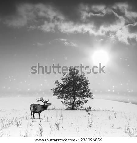 Winter landscape in blue color.  Lonely tree and wild deer male with big horns in a snowy field. Black and white image.