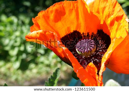 Orange Poppy Flower
