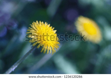 Spring blurred background with dandelion in the foreground