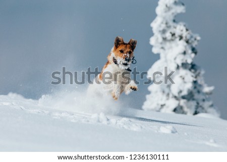 Happy fox terrier running wildly in the snow. Fun with a dog in the mountains. Hiking with a dog. 