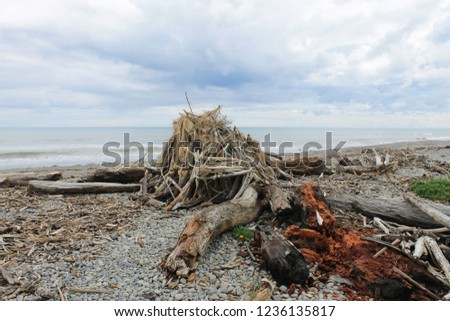 Snag on the wild beach of New Zealand. Trash on the beach. Tree trunk on the beach.