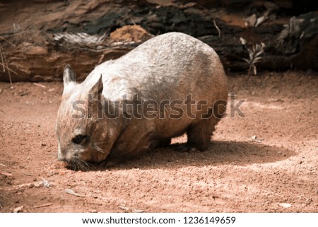 the hairy nosed wombat is searching for food