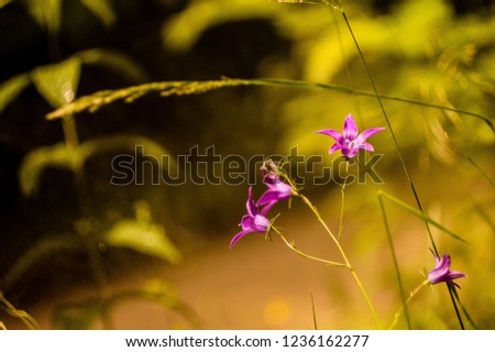 Purple wildflower in the fields