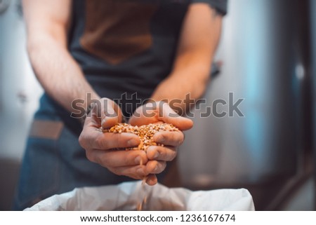 Malt in the hands of the brewer close-up. Holds grain in the palms of your hands Royalty-Free Stock Photo #1236167674