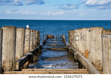View of the Baltic sea. Old wooden structures at the beach. White seagull