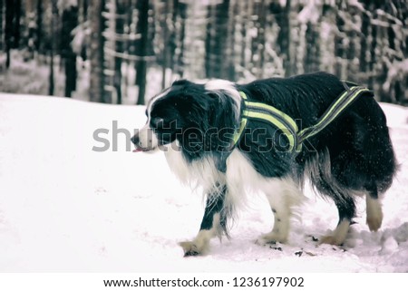 Dog is going in snow in the forest in czech mountains. The breed is black and white long hair border collie. It is winter time and the snow is deep.  