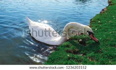 white swan swim near the shore, close-up