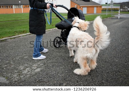 Big white dog for a walk. Woman with a baby carriage and a big white dog. The dog jumps and rejoices.