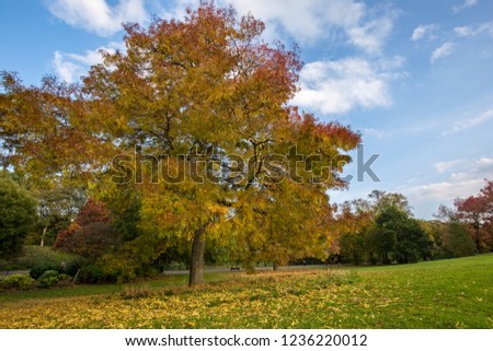 Tree with red leaves in Sefton Park, Liverpool