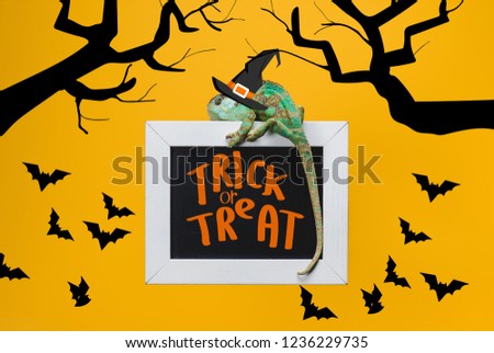 exotic chameleon on blackboard with trick or treat and bats isolated on yellow