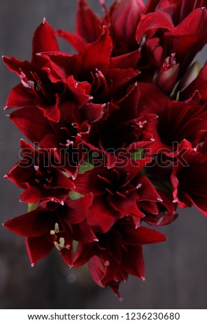 A picture of an amaryllis with beautiful, Elegance and enchanting red light.