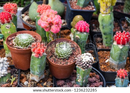 Different types of cactus, cactus with red flower
